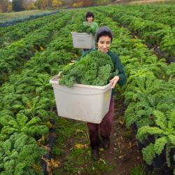 Students working on the UMass Amherst farm